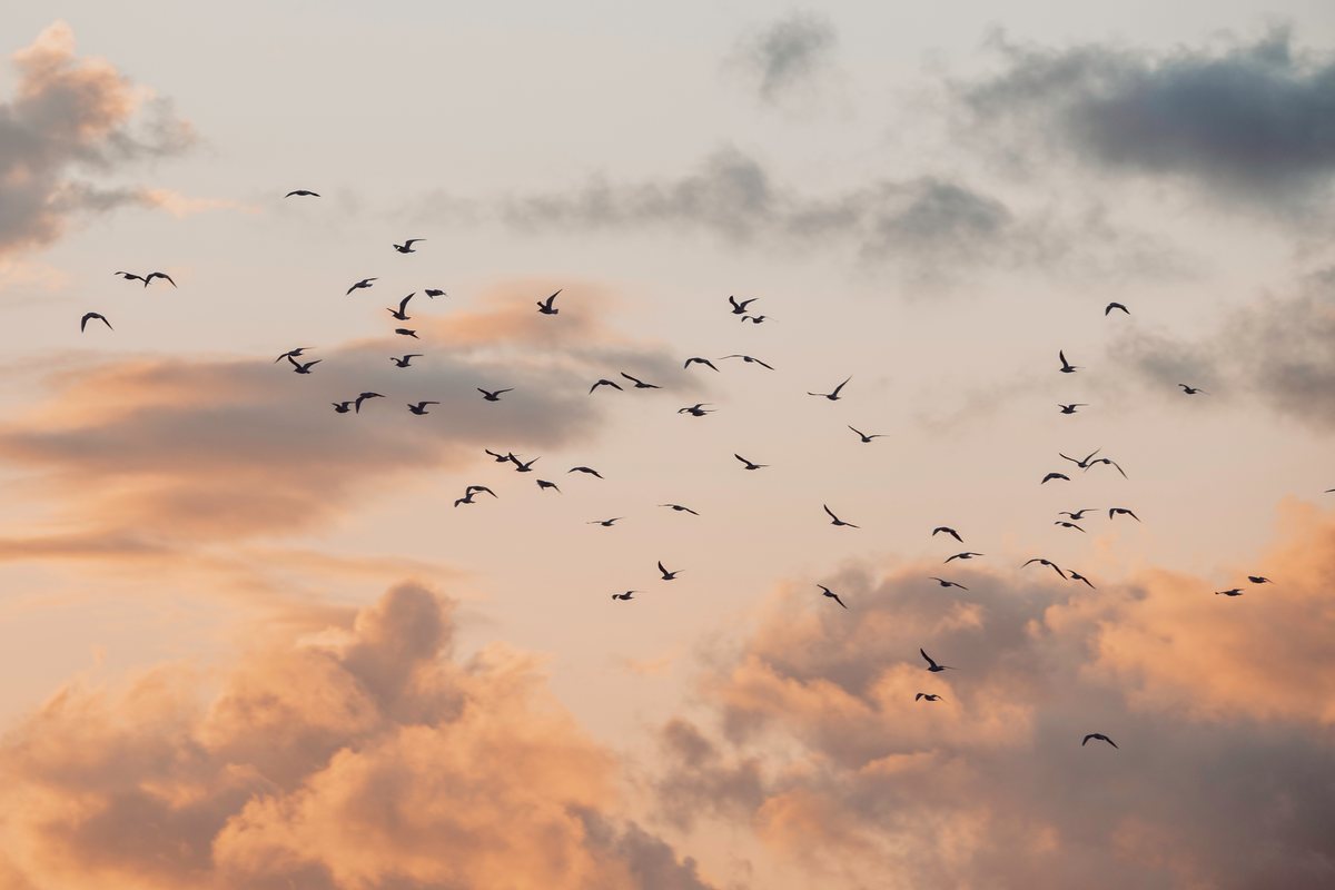 A flock of birds against the sunset