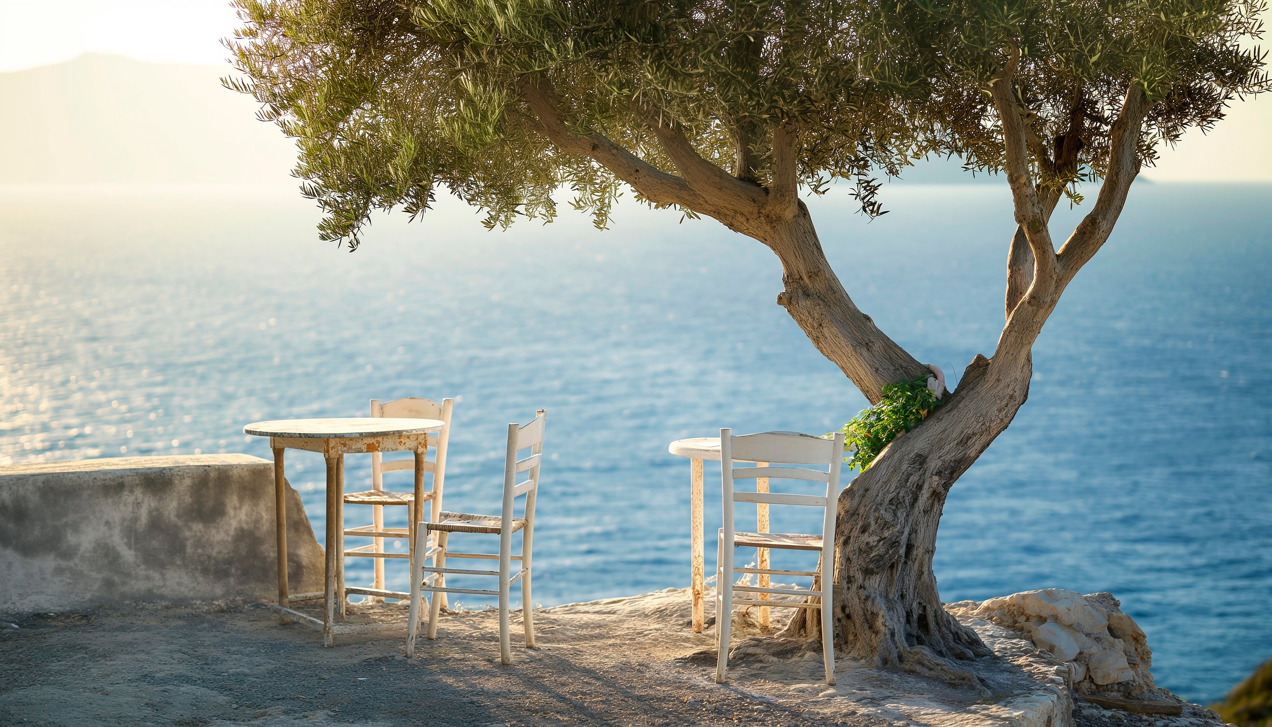 An olive tree leaning over the sea, a table and chairs beneath it