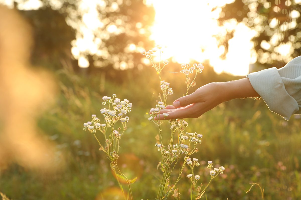 A hand brushing wildflowers at golden hour