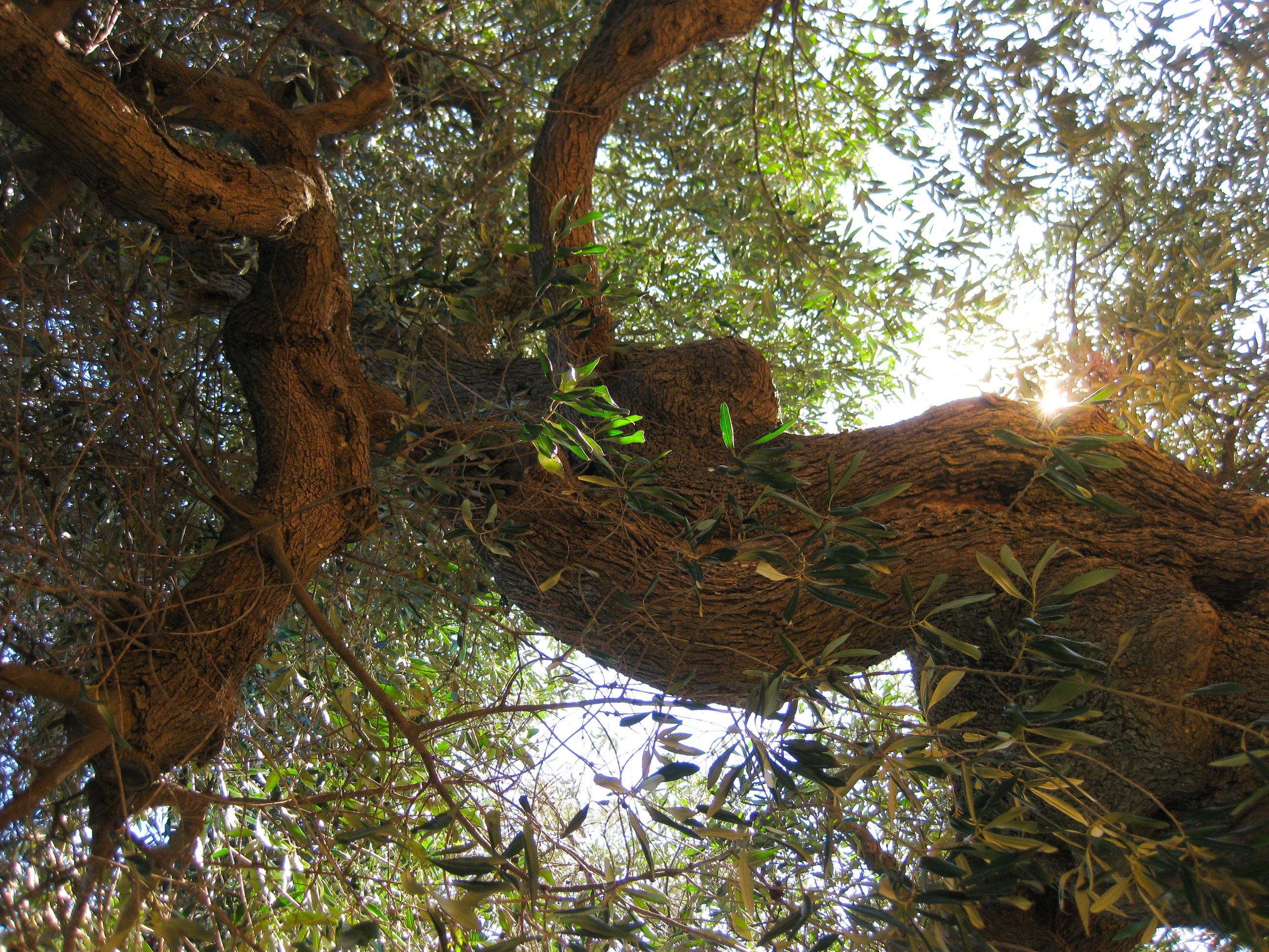 Looking up through the sunlit canopy of an ancient olive tree