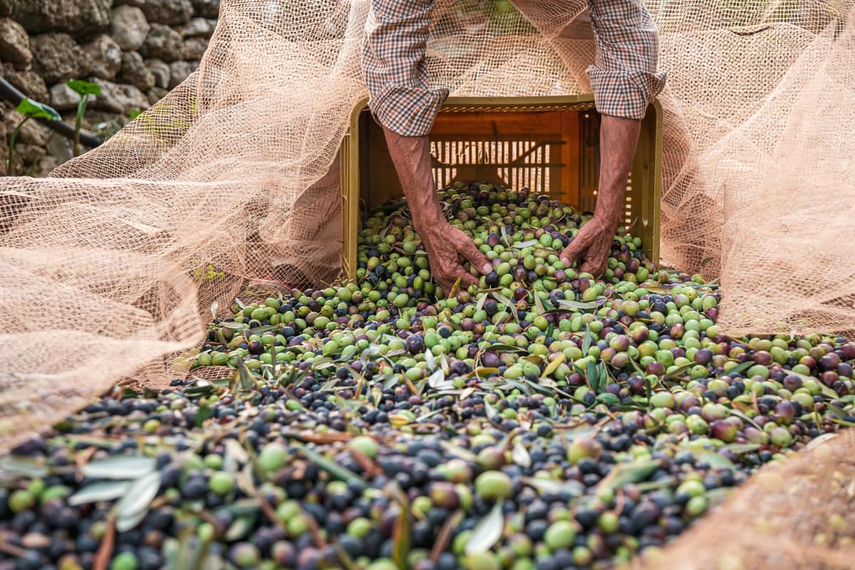 Olive harvest in Puglia